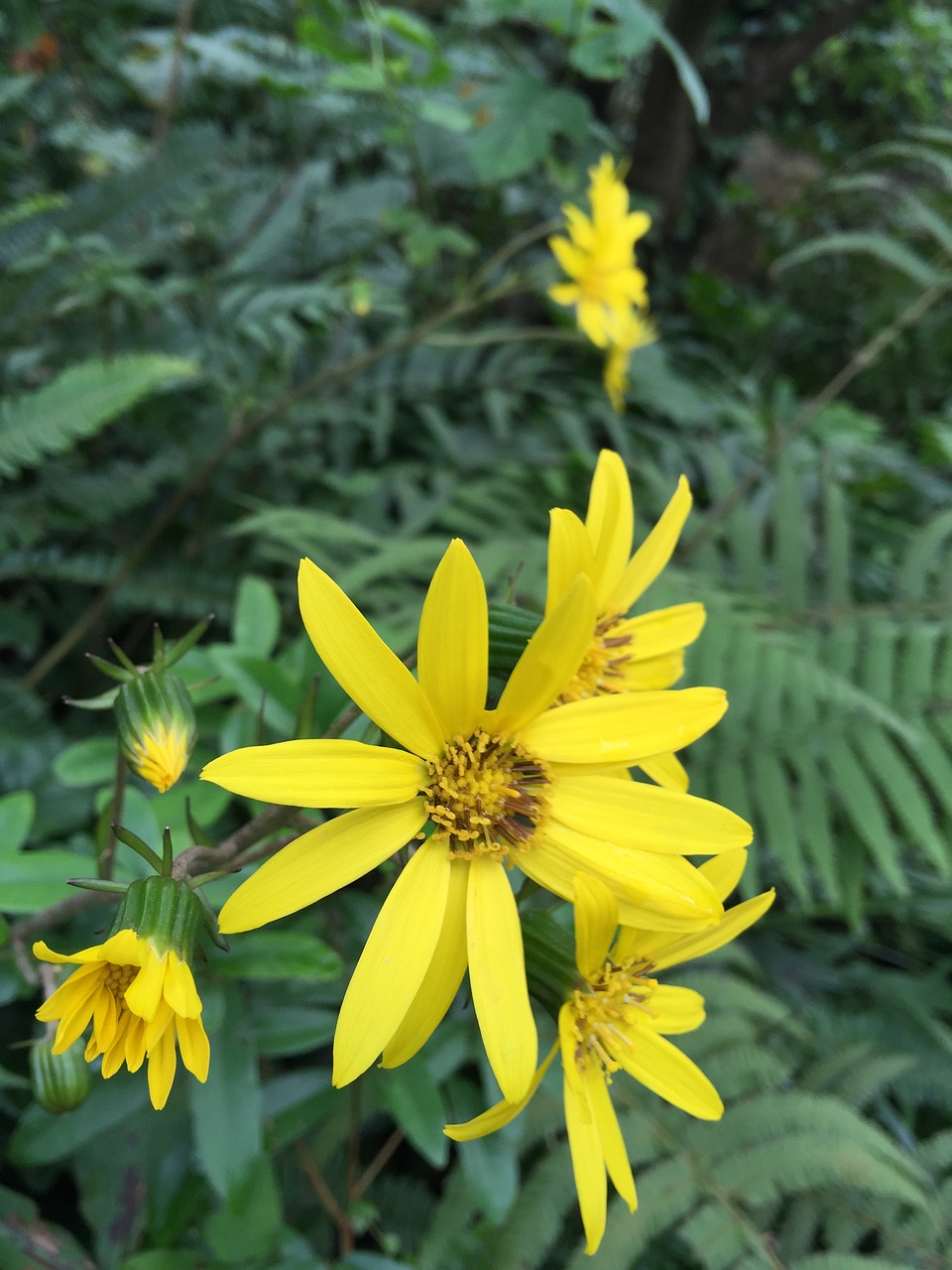 flower yellow yellow flower free photo