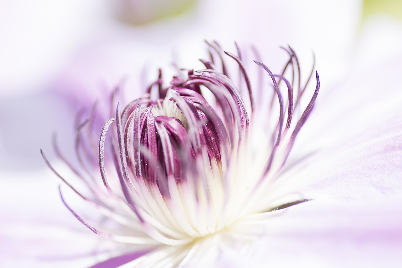 flower clematis blooming free photo