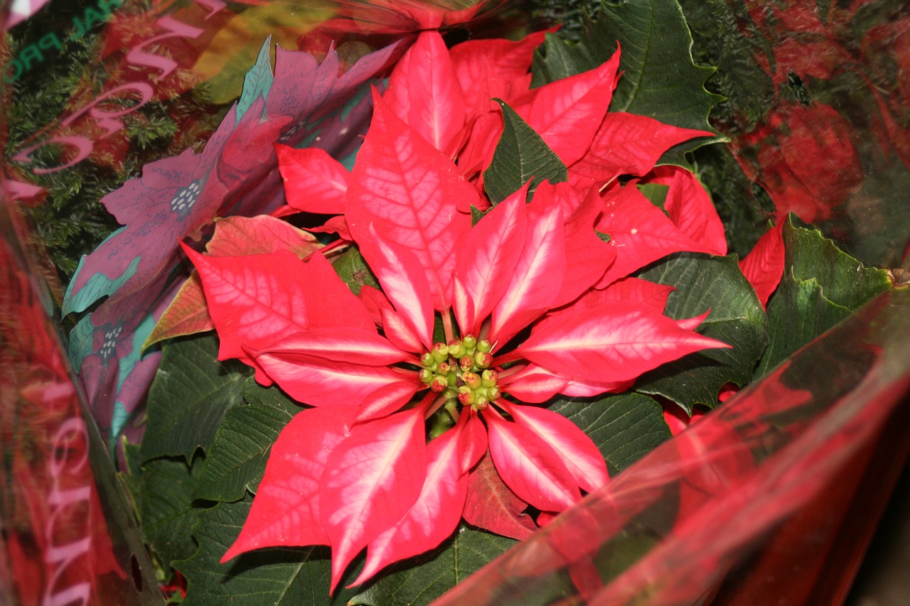 flower red poinsettia free photo