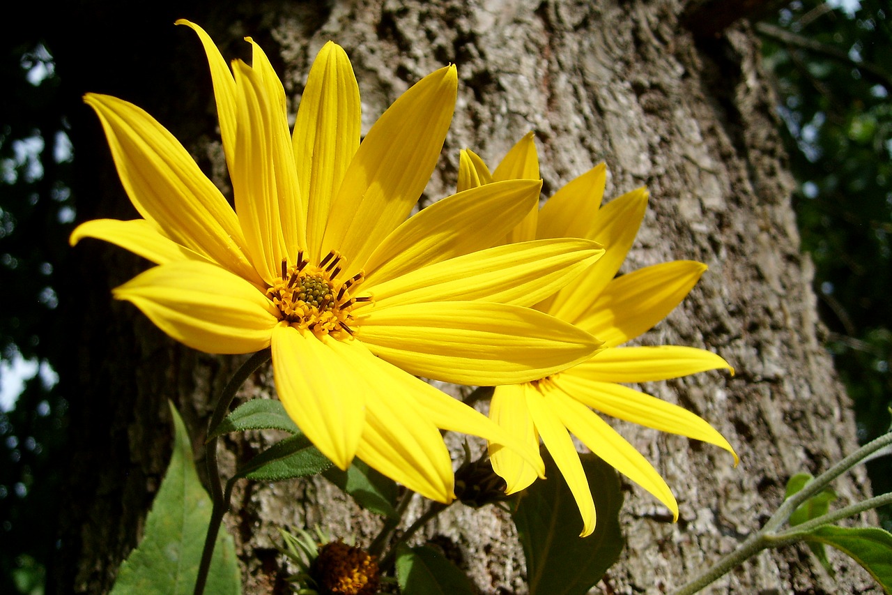 flower yellow nature free photo