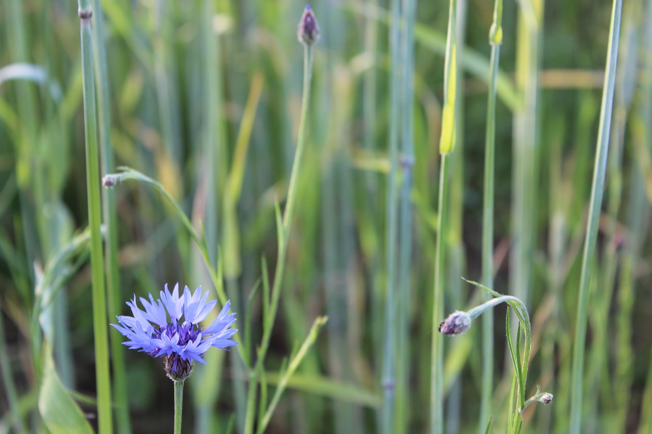 flower nature natural free photo