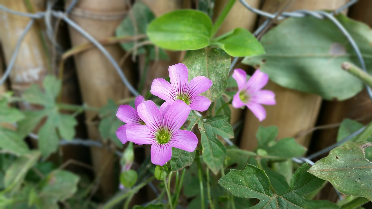 flower purple lilac free photo