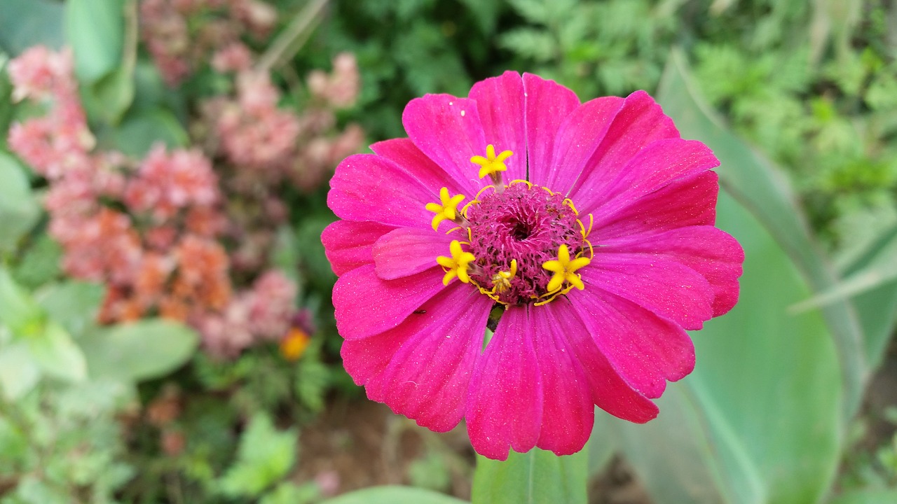 flower rosa pink flower free photo