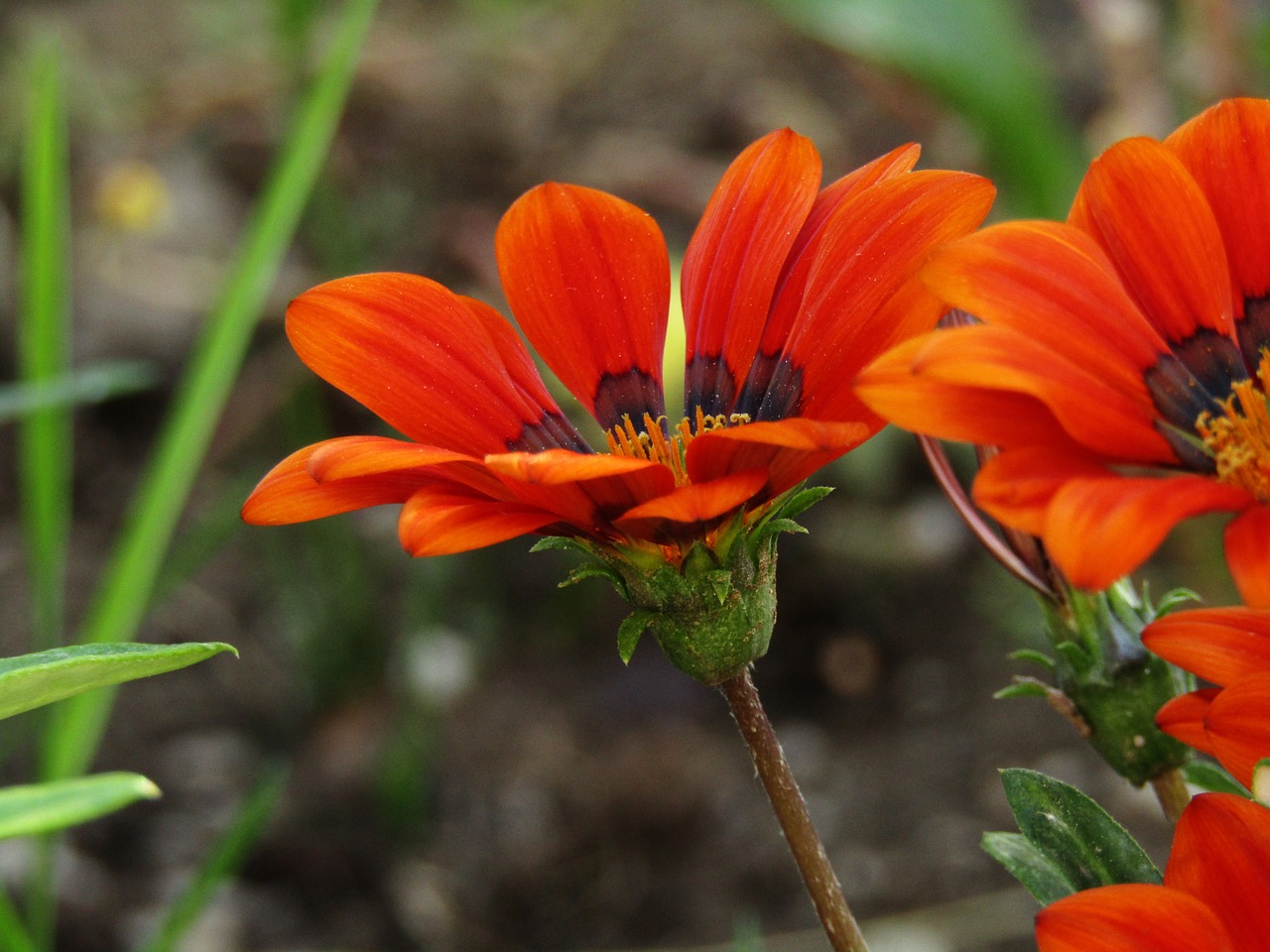 flower colors nature free photo