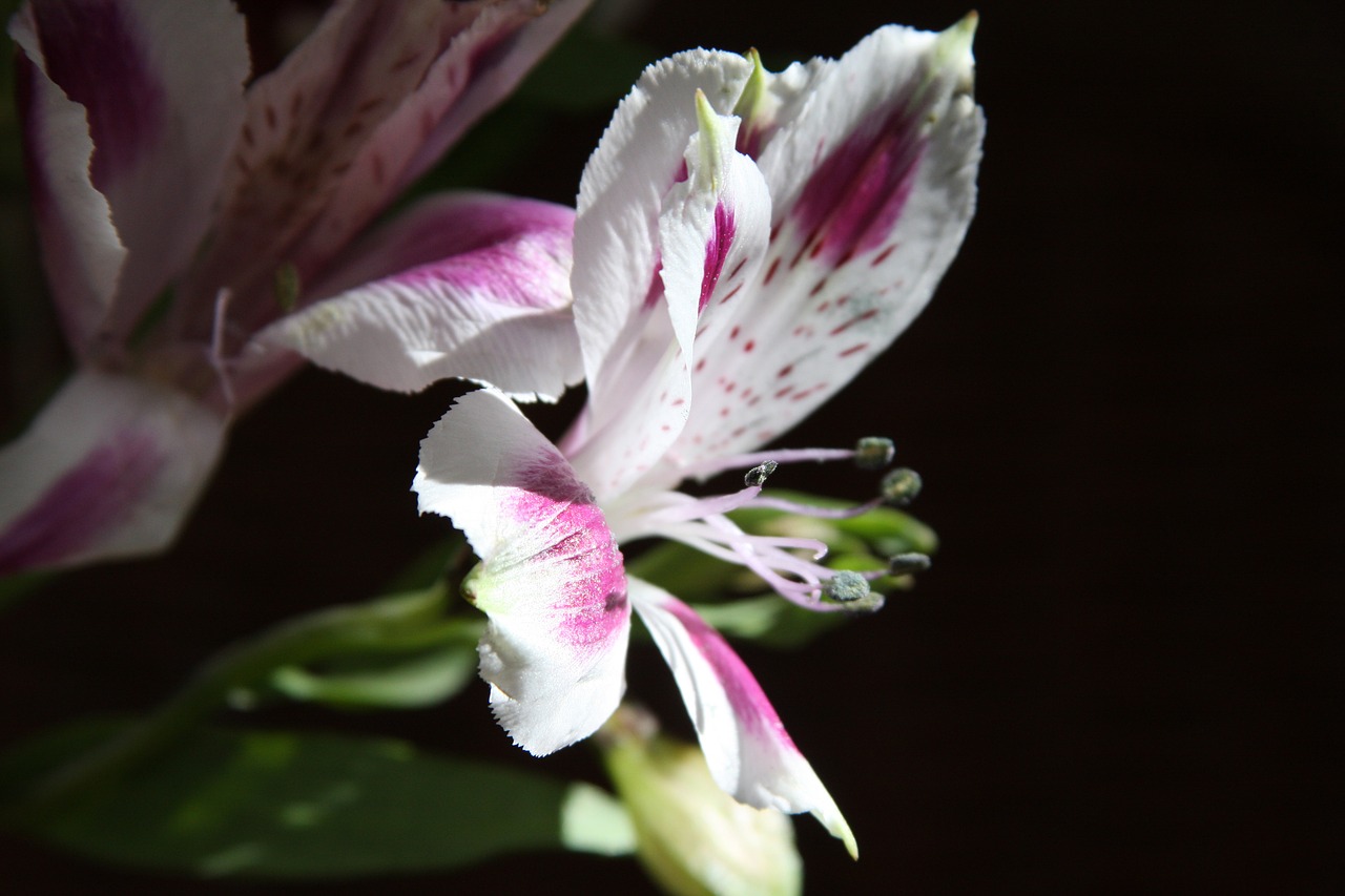 flower macro red and purple flower free photo