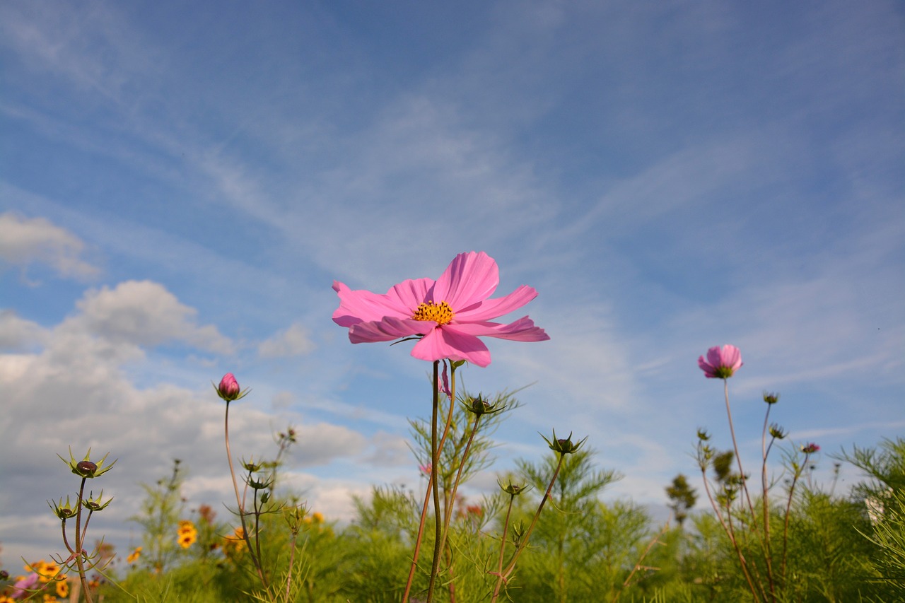 flower flowers color pink free photo