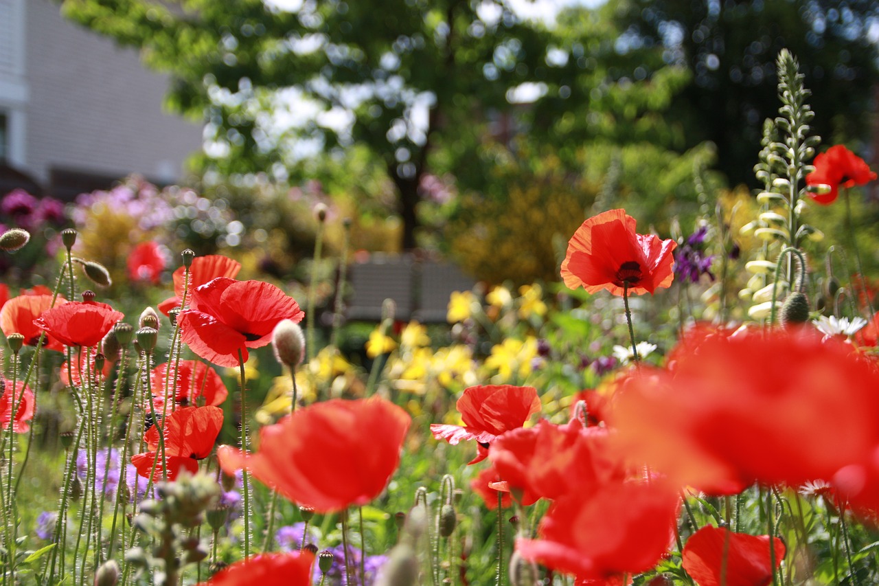 flower poppy red free photo