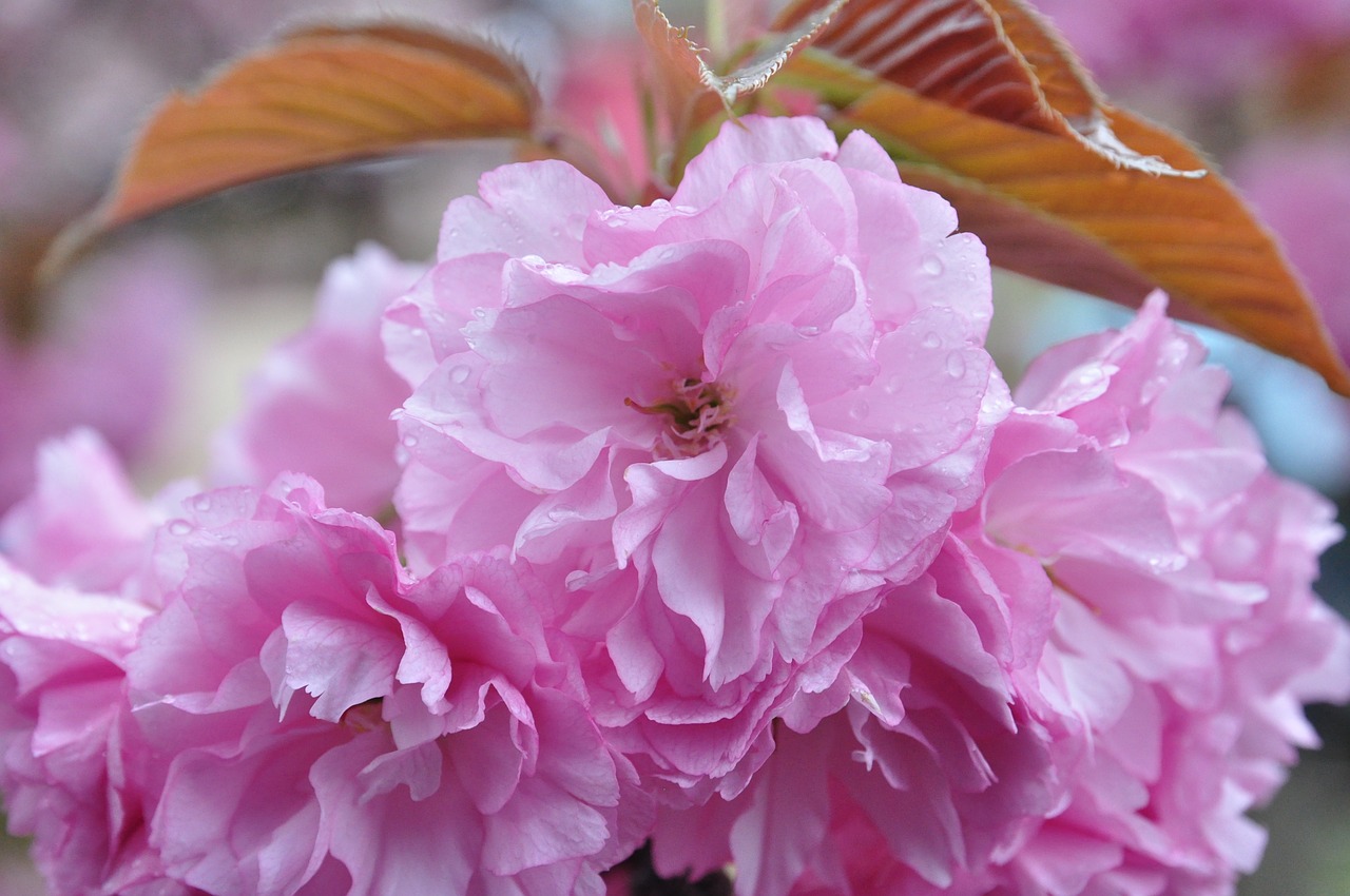 flower cherry blossoms pink free photo
