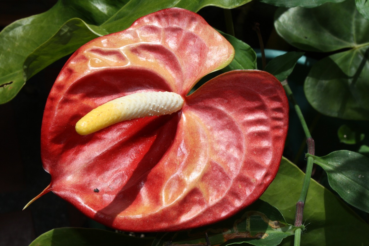 flower anthurium plants free photo