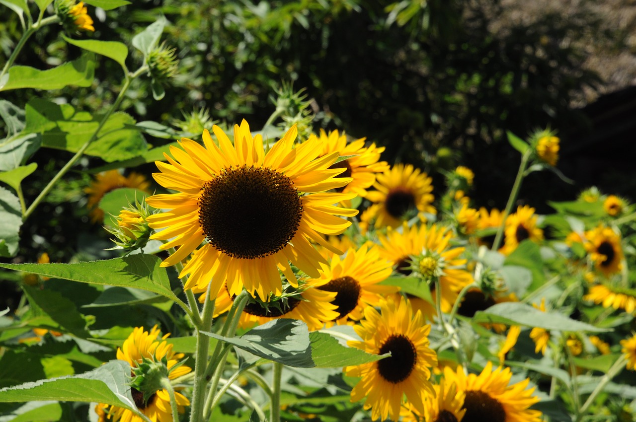 flower sunflower summer free photo