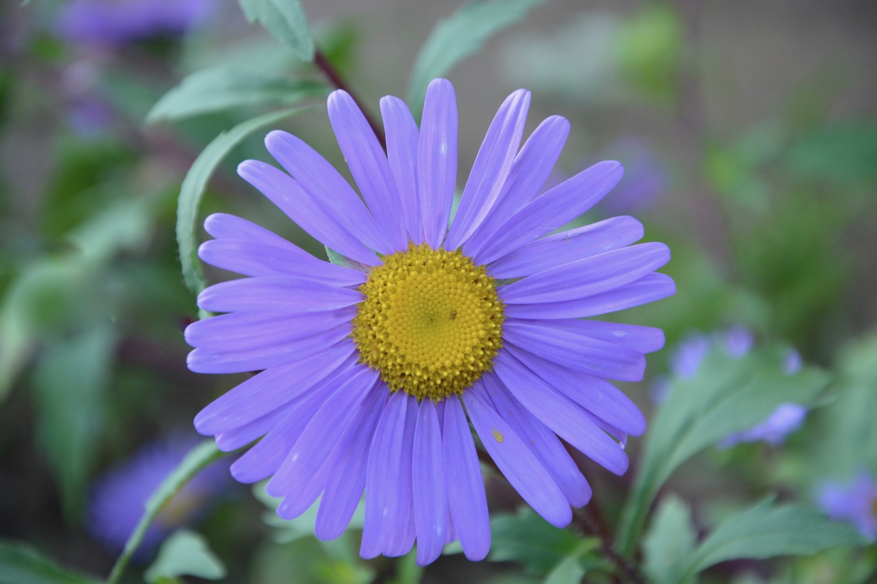 flower petals purple nature free photo