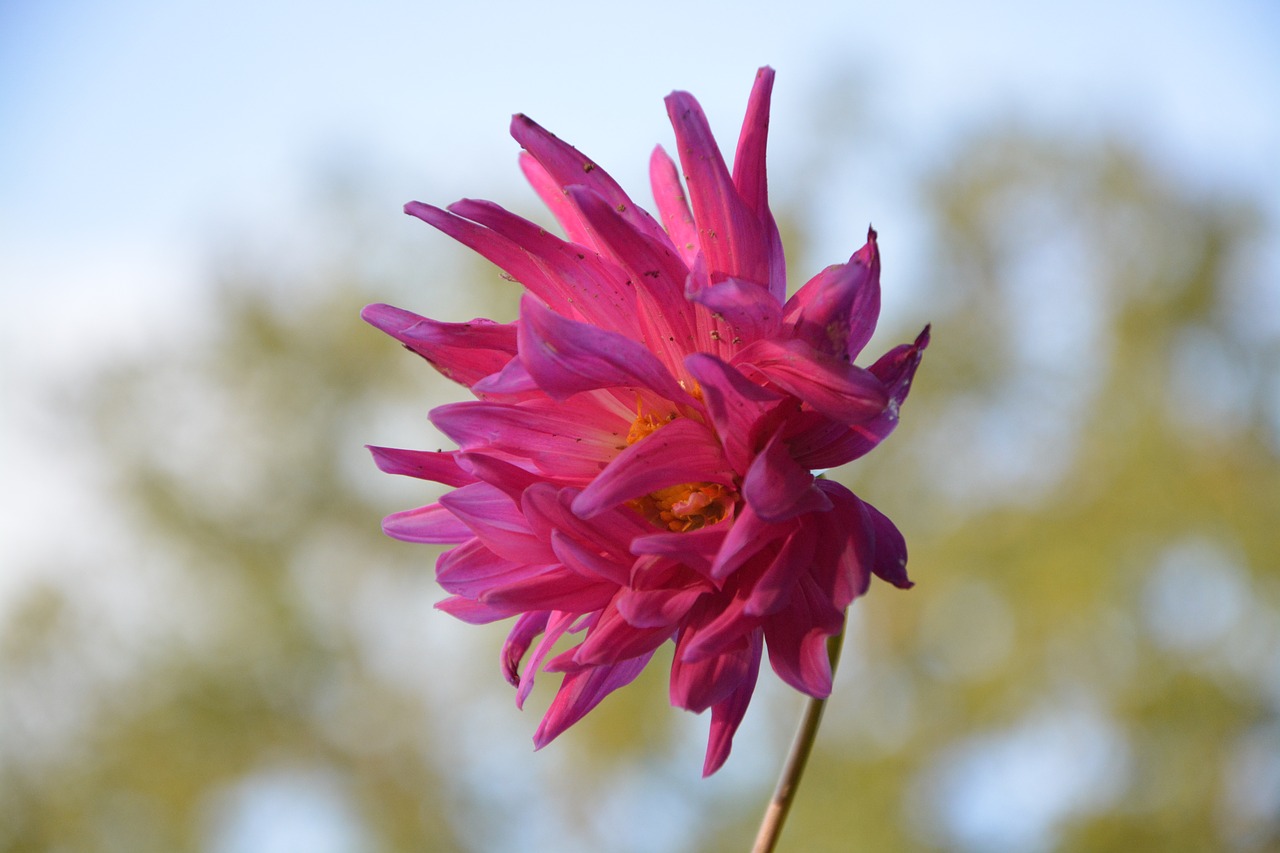 flower profile flower color free photo