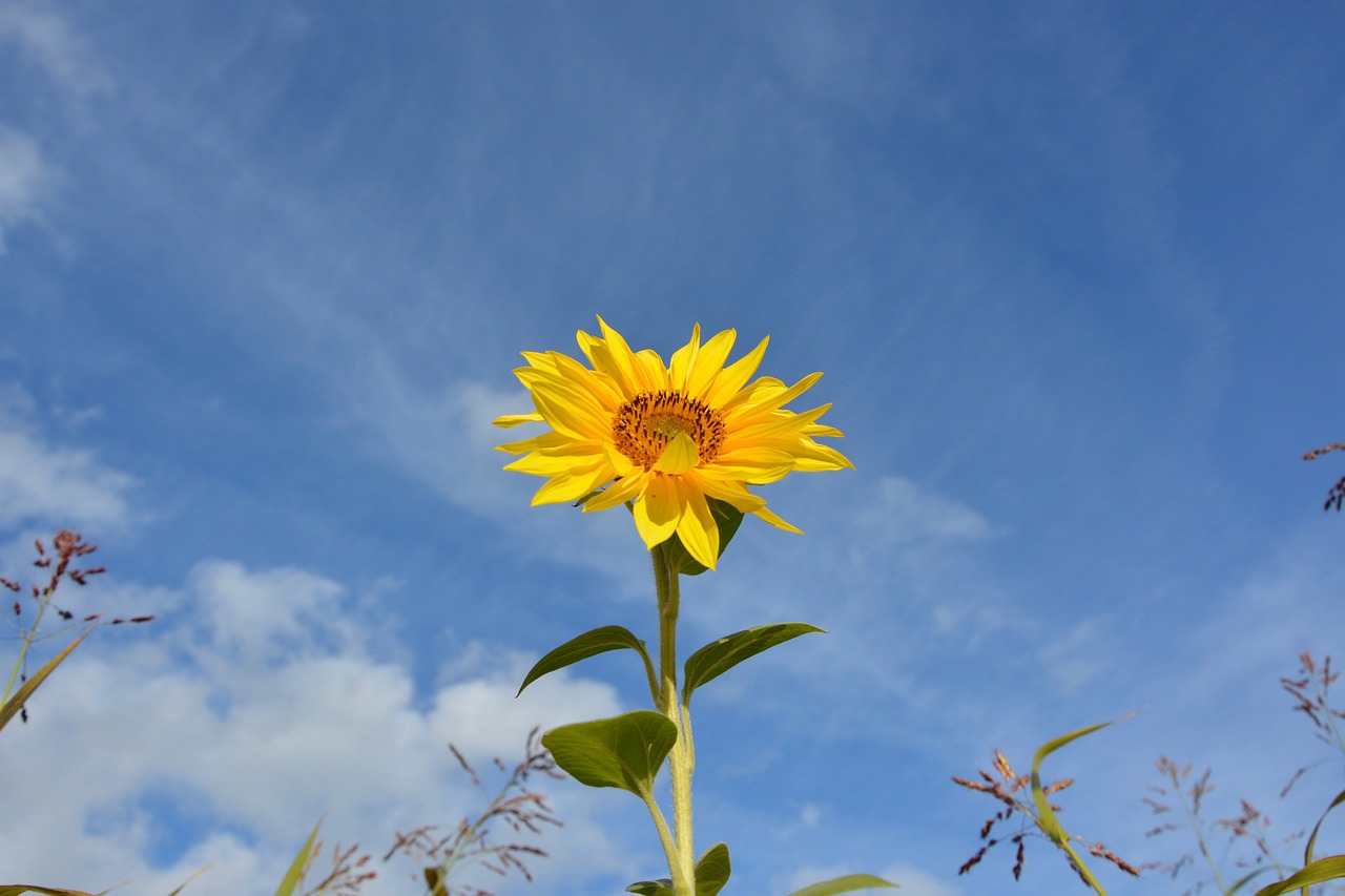 flower sunflower plant free photo
