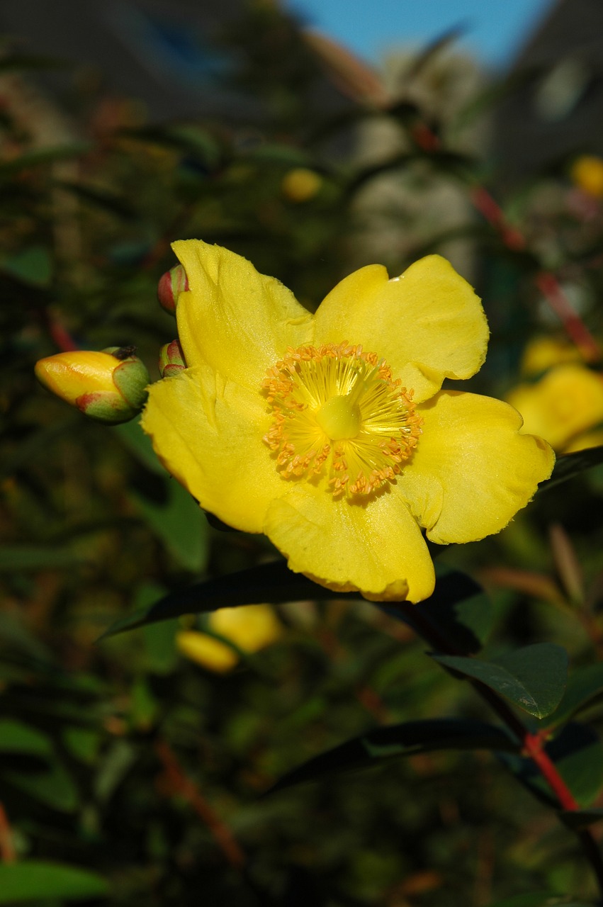 flower blossom bloom free photo