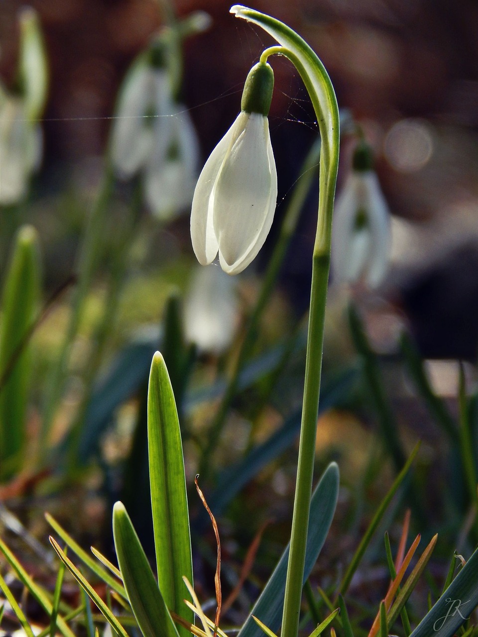 flower spring garden free photo