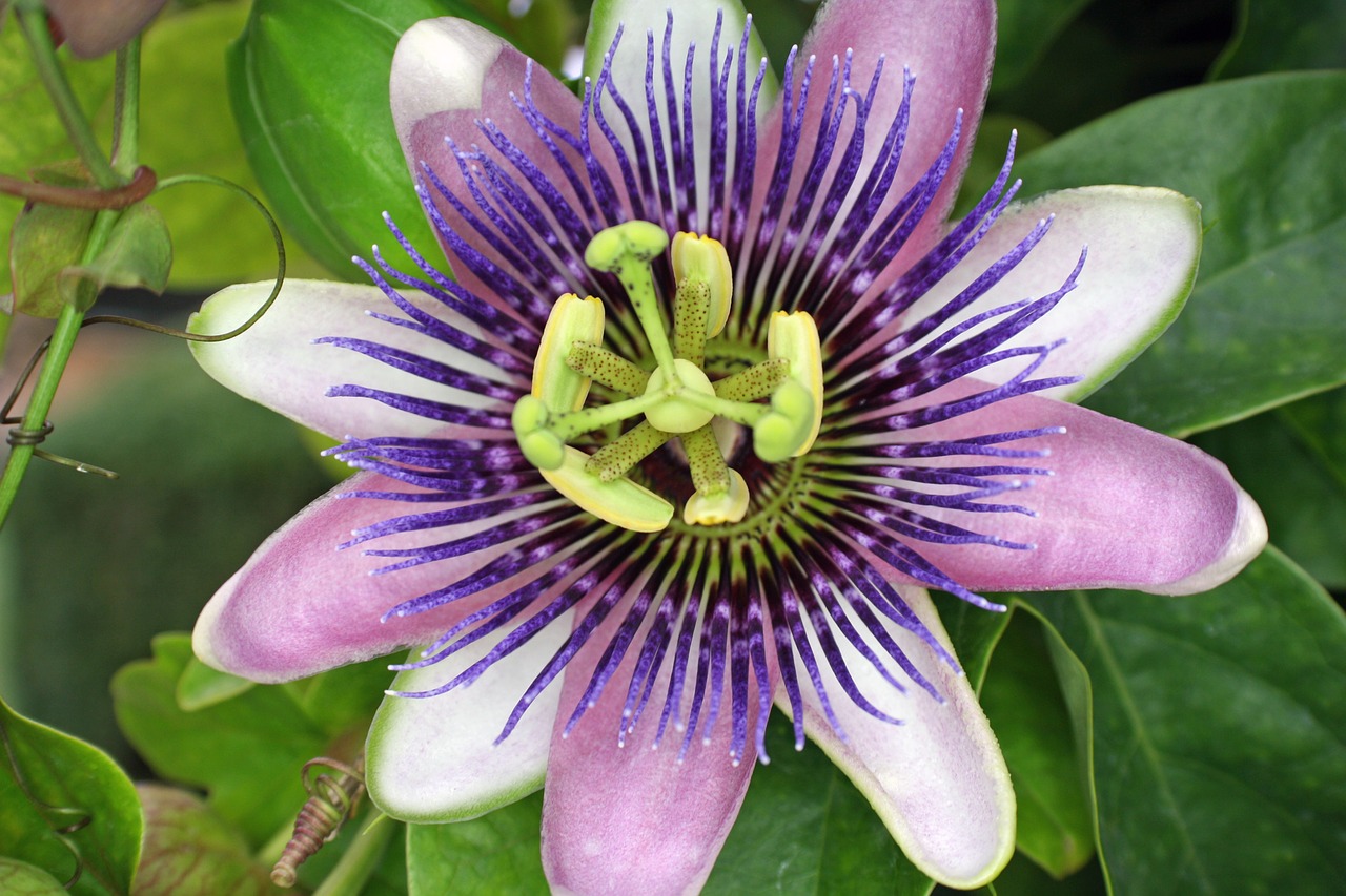 flower passion flower nature free photo