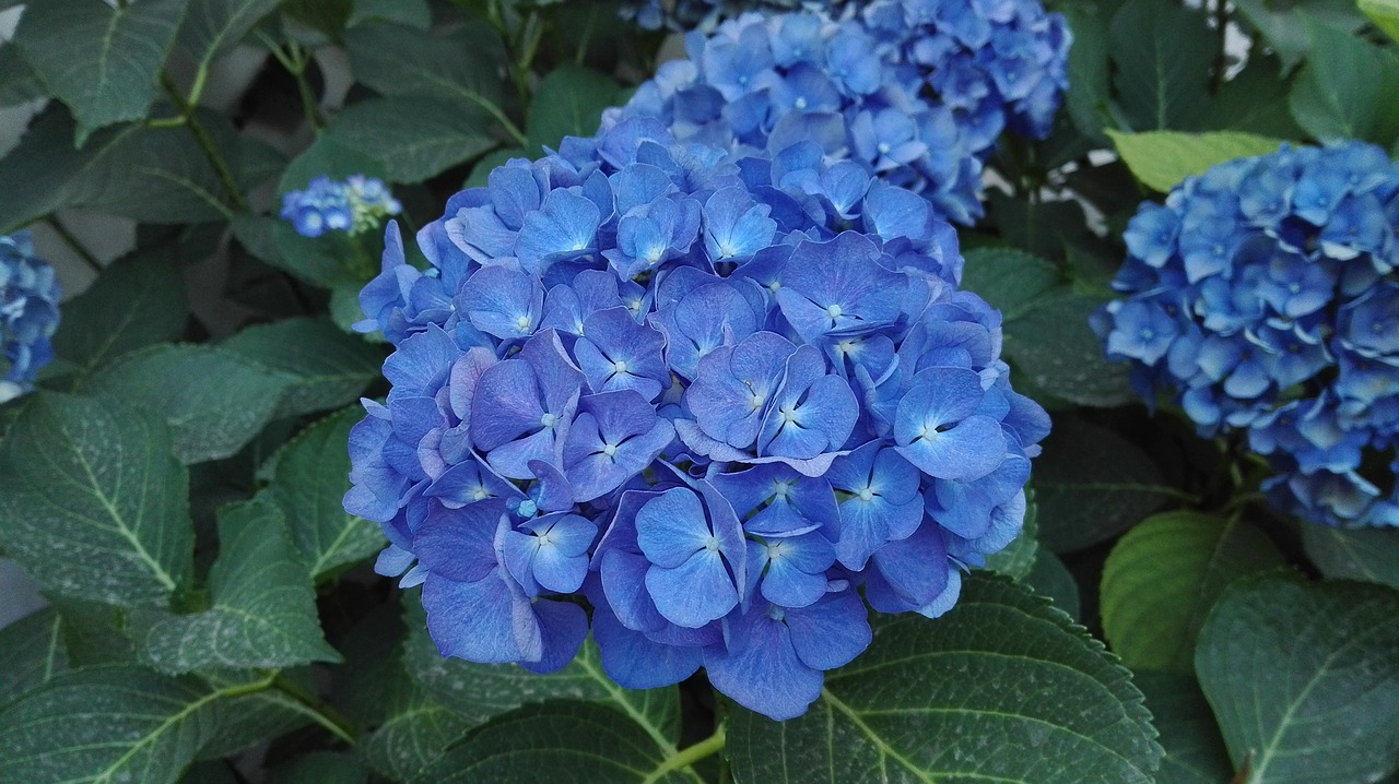 flower beauty blue free photo