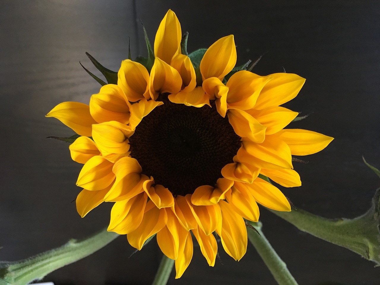 flower sunflower floral free photo