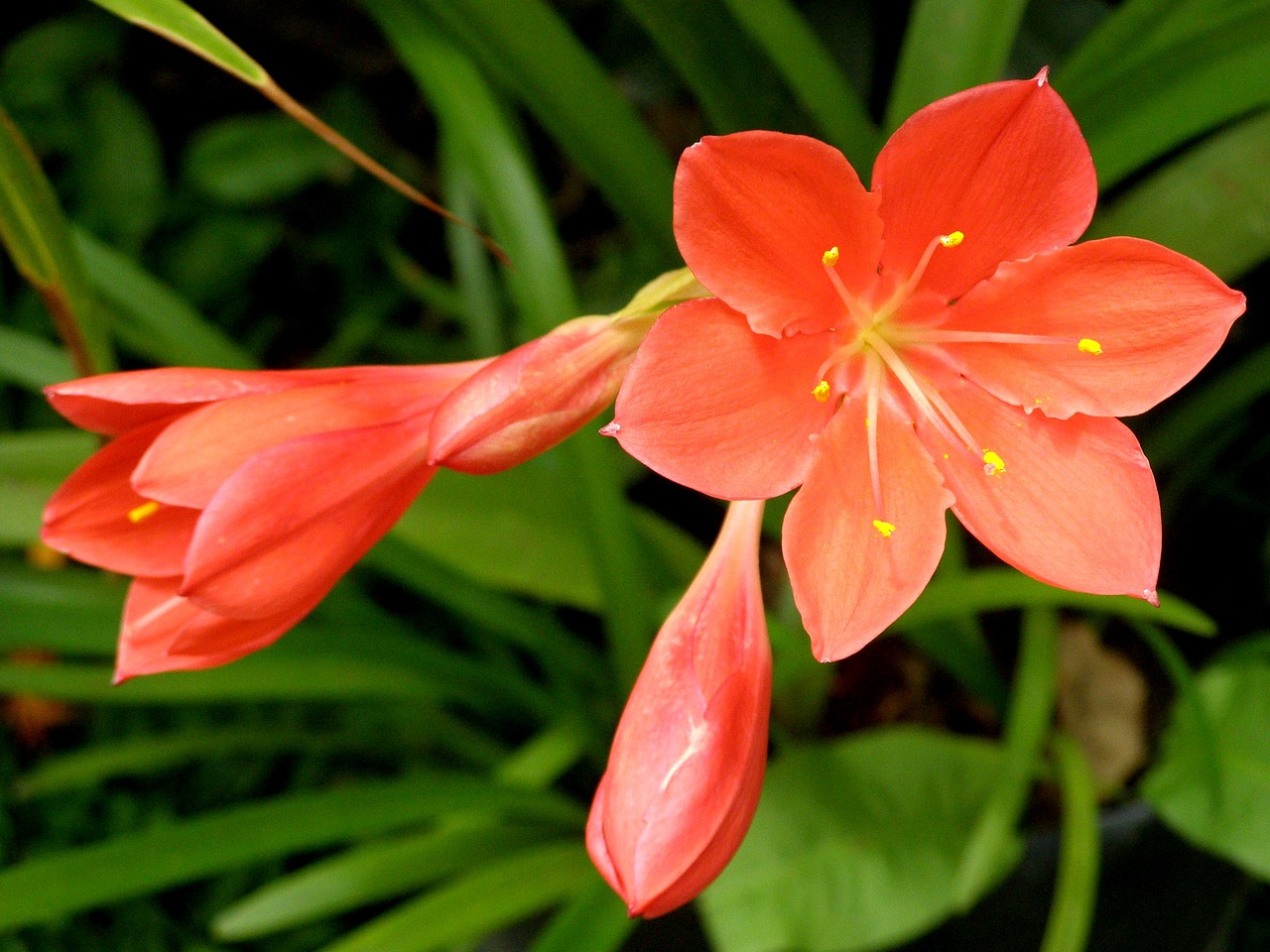 flower orange flower spring free photo