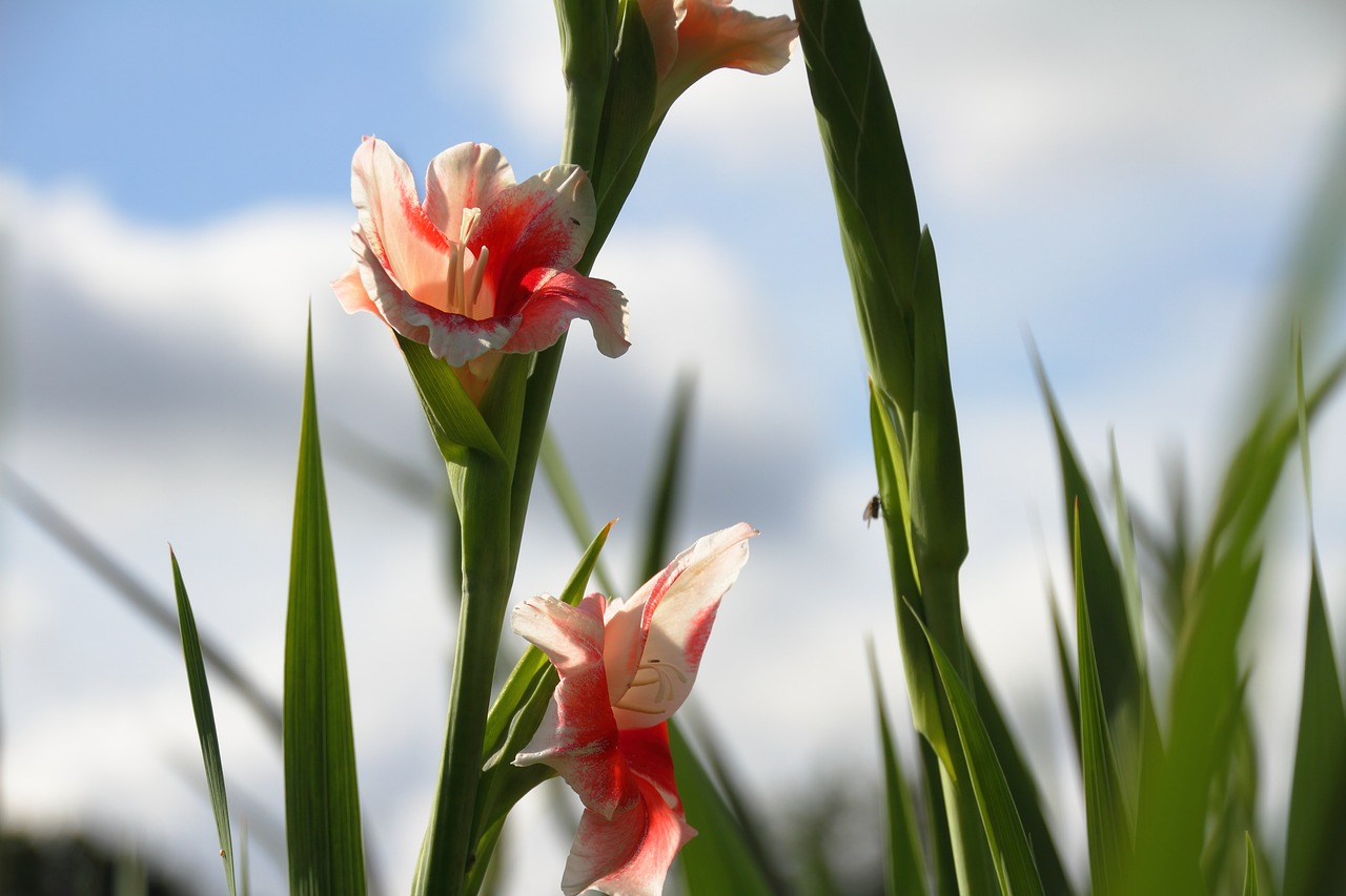 flower pink pink flower free photo