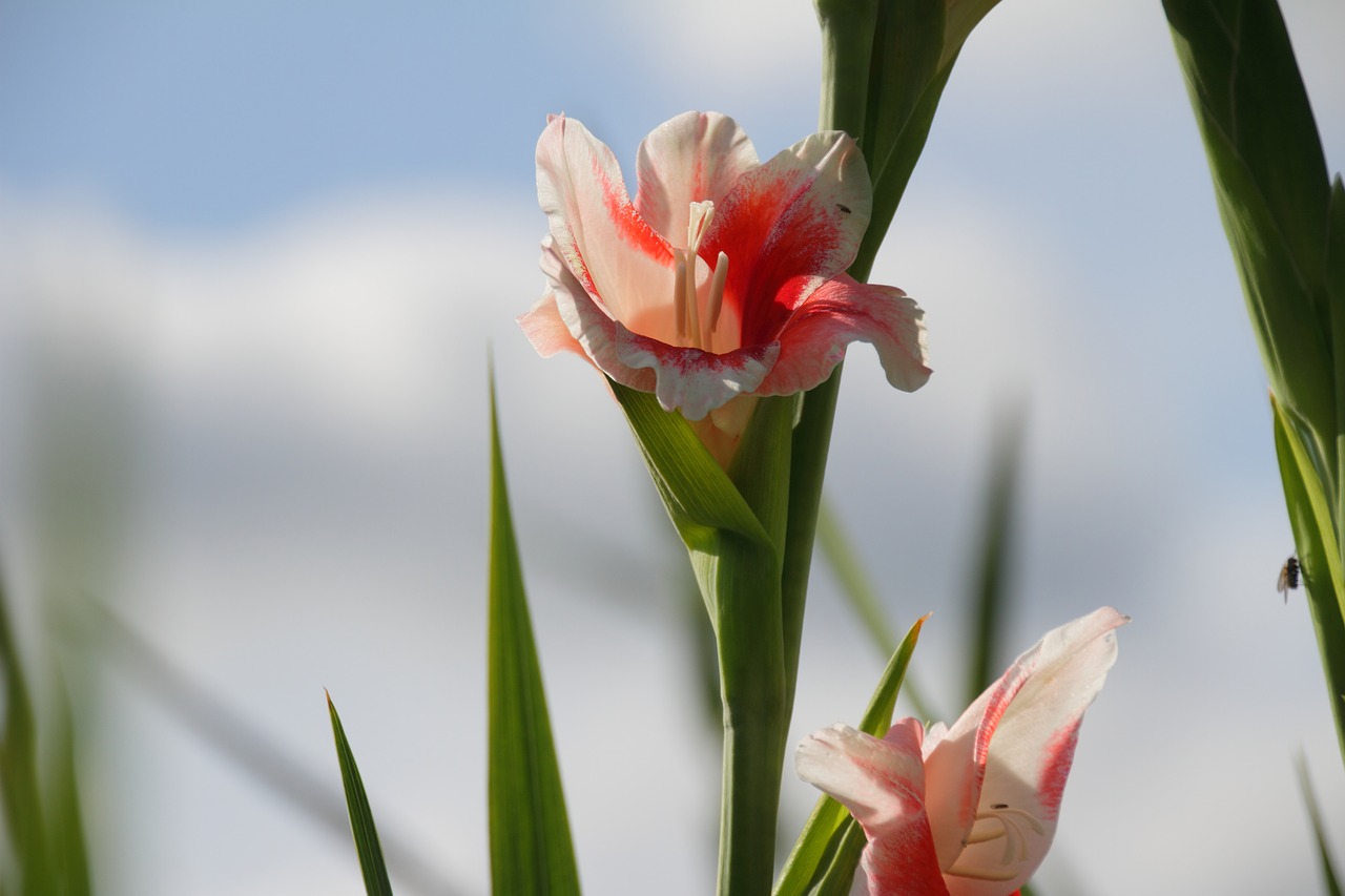 flower pink pink flower free photo