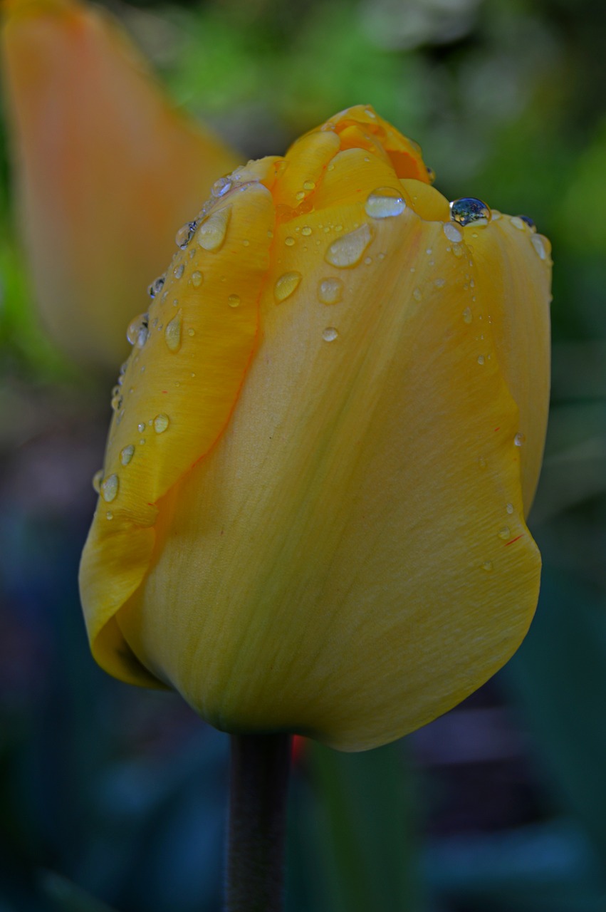 flower tulip yellow free photo