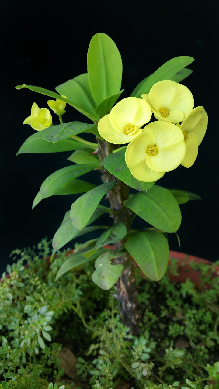 flower yellow plant free photo