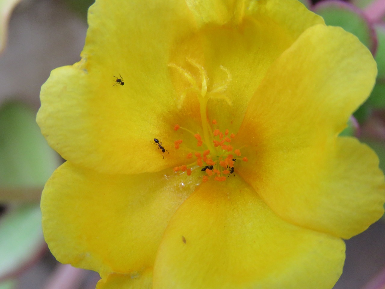 flower yellow orange free photo