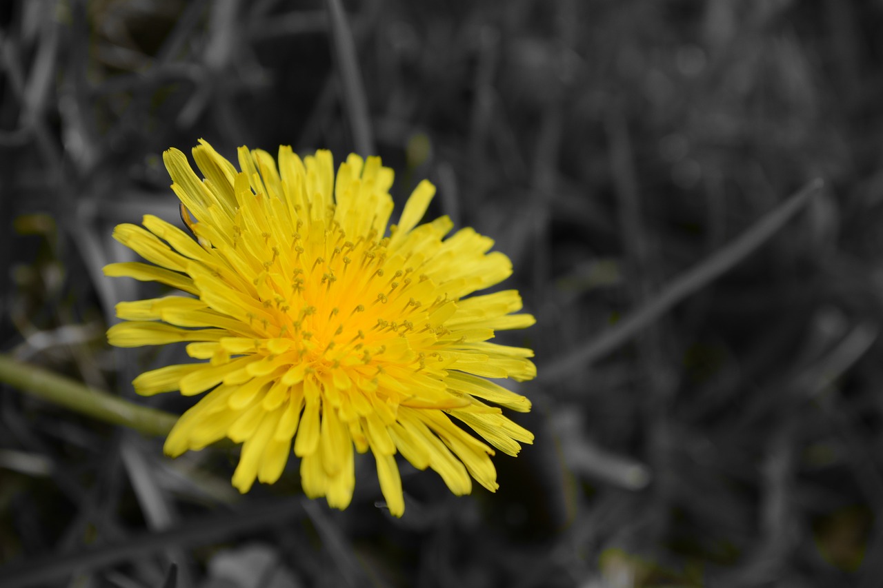 flower nature yellow free photo