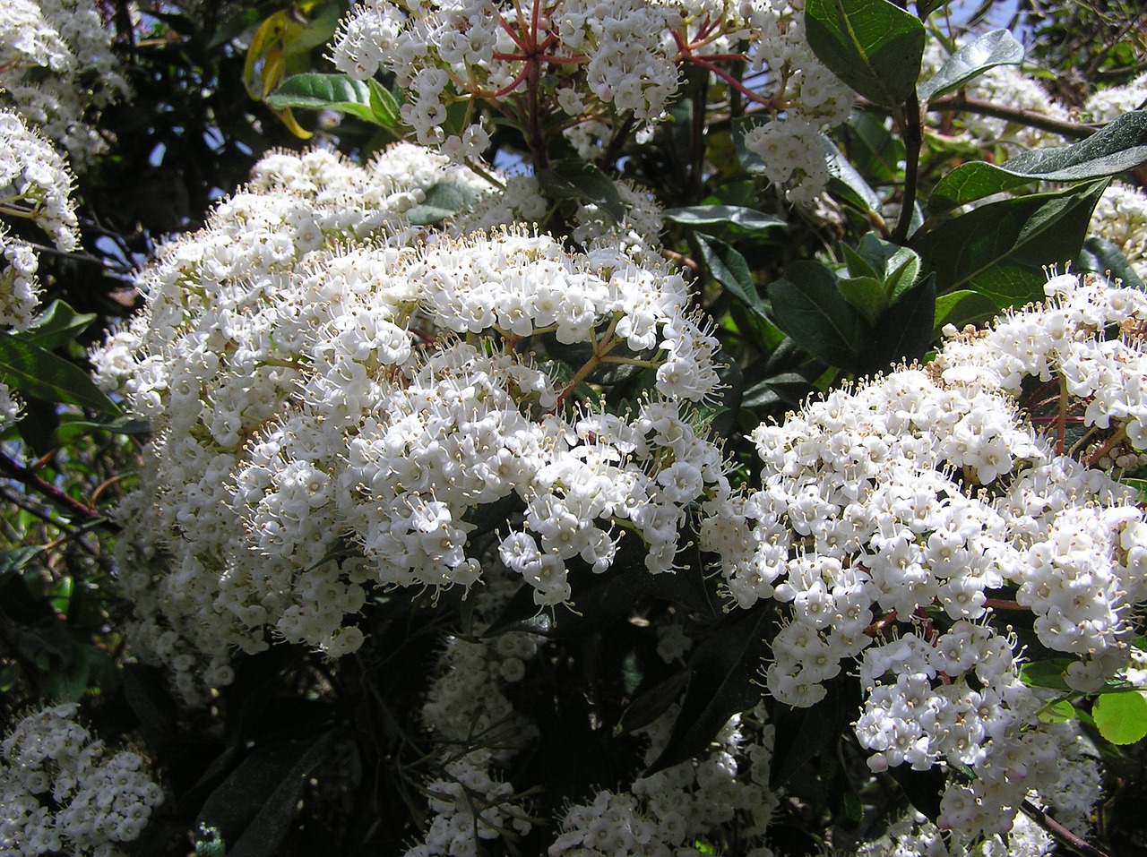 flower white spring free photo