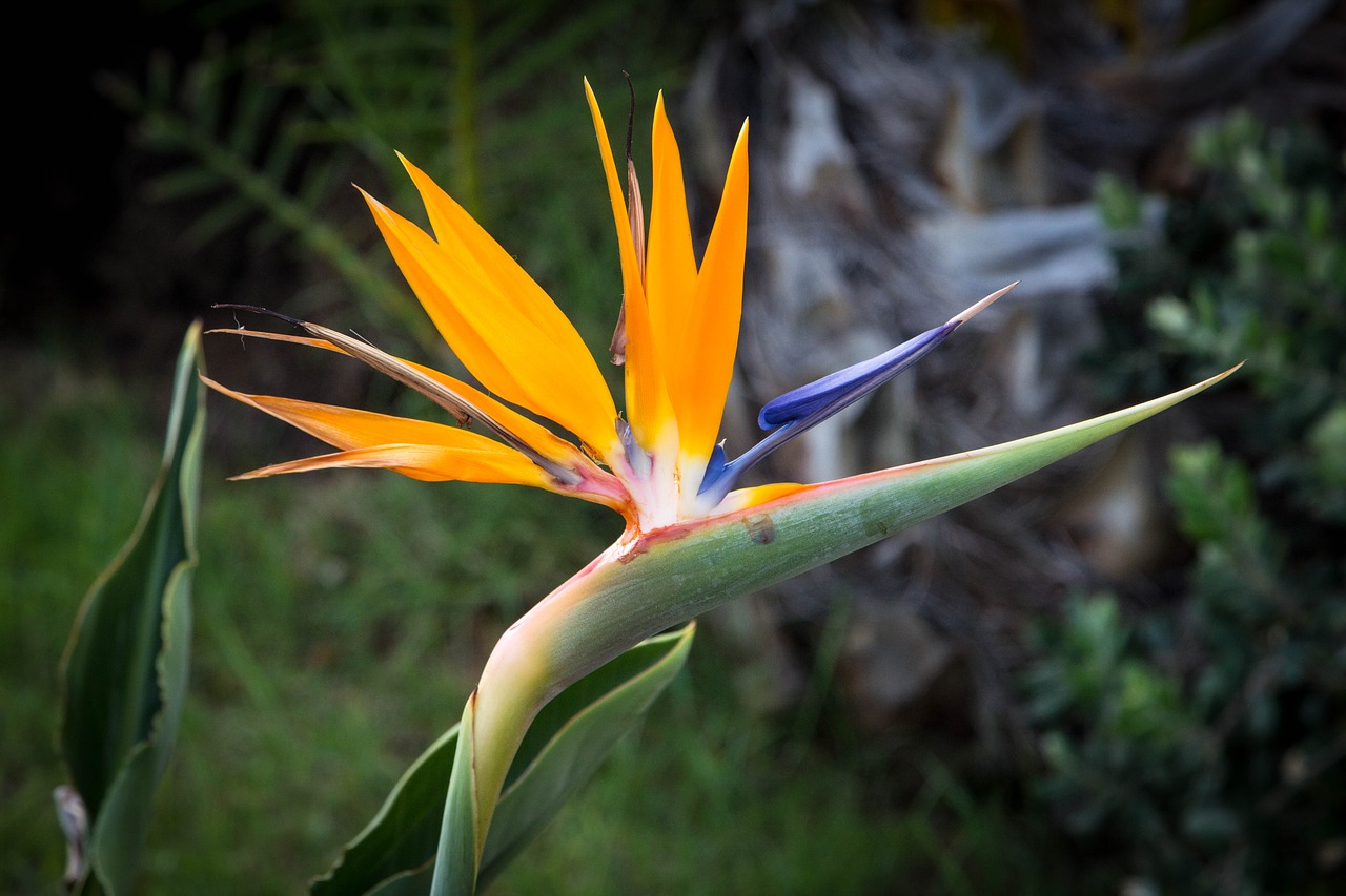 flower bird of paradise exotic free photo