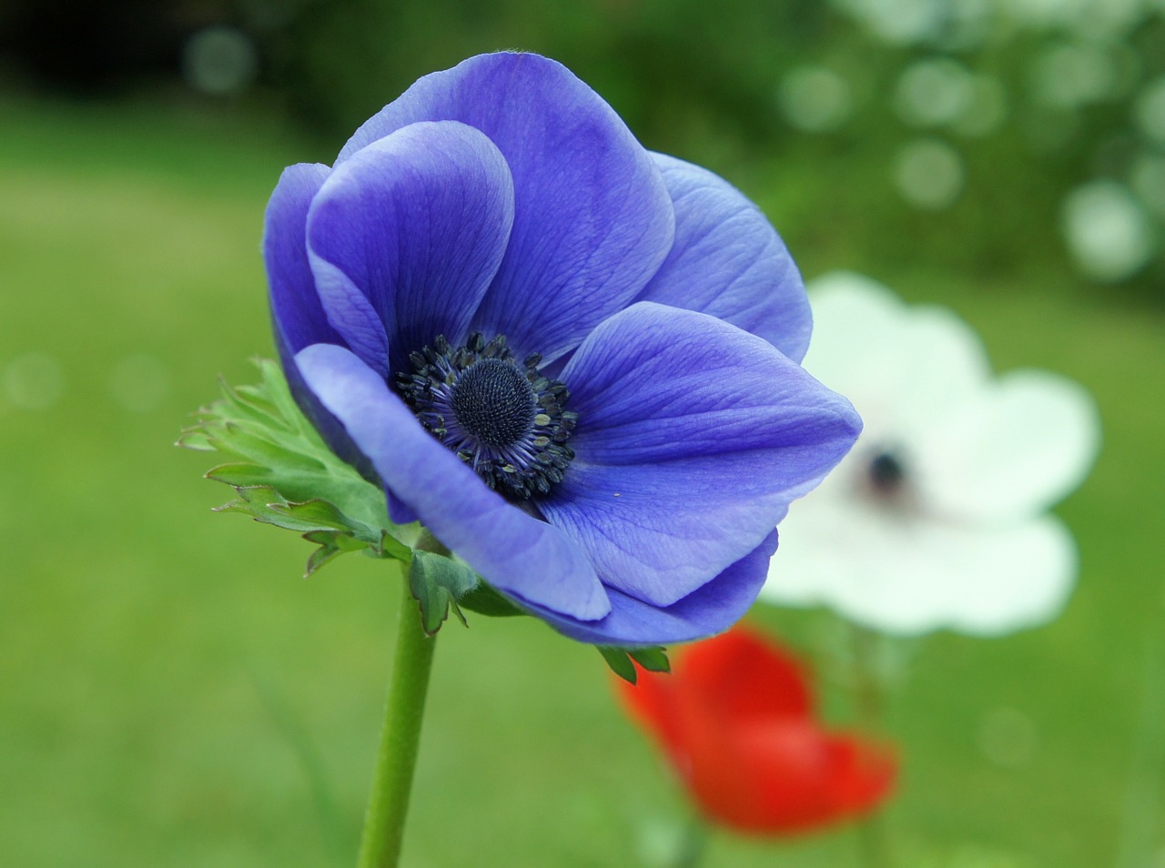 flower anemone floral free photo