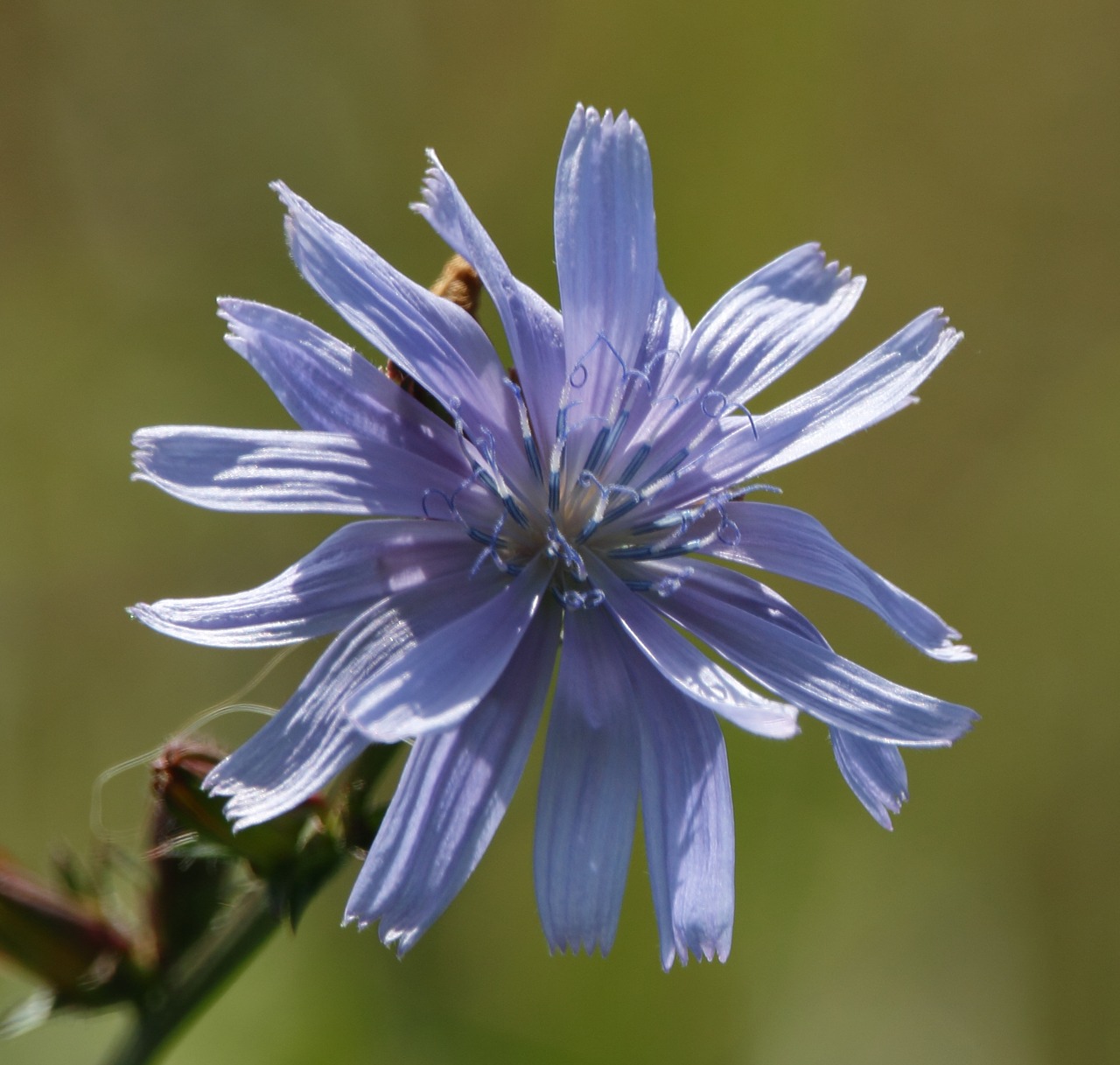 flower weed plant free photo