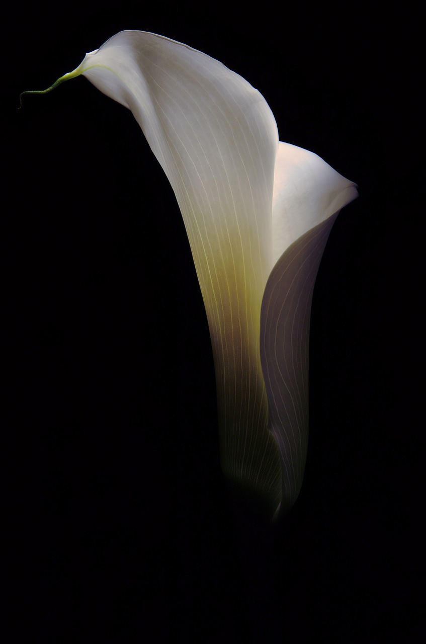 flower calla floral free photo