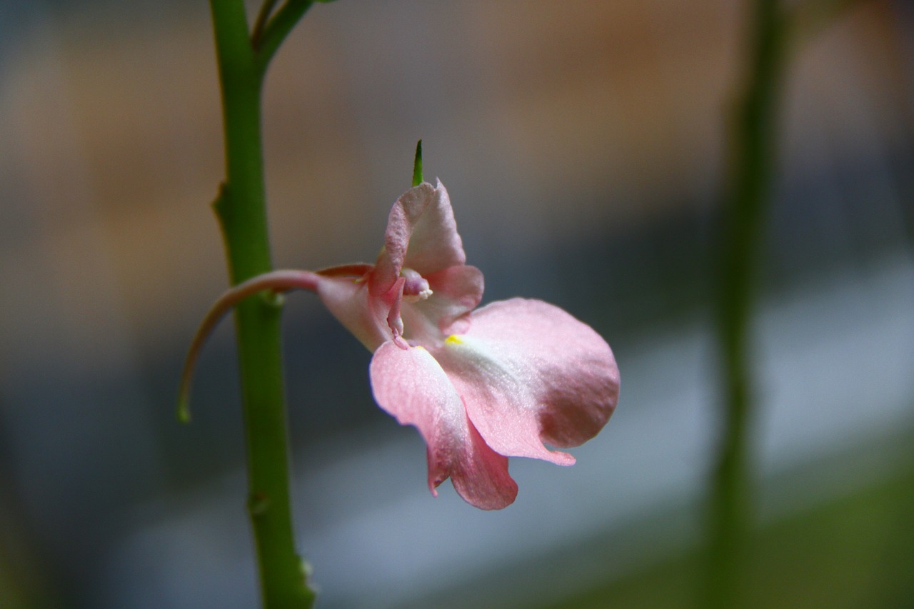 flower pink nature free photo