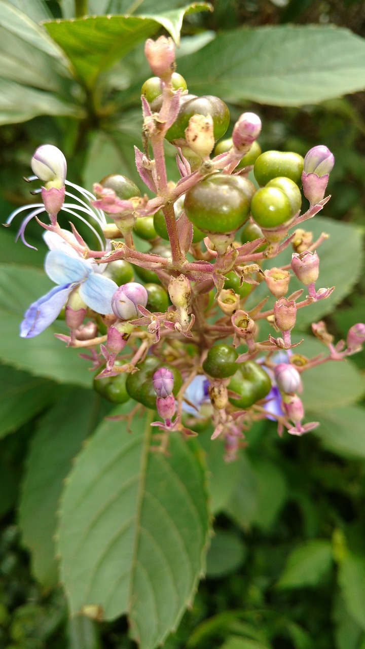 flower green blue flower free photo