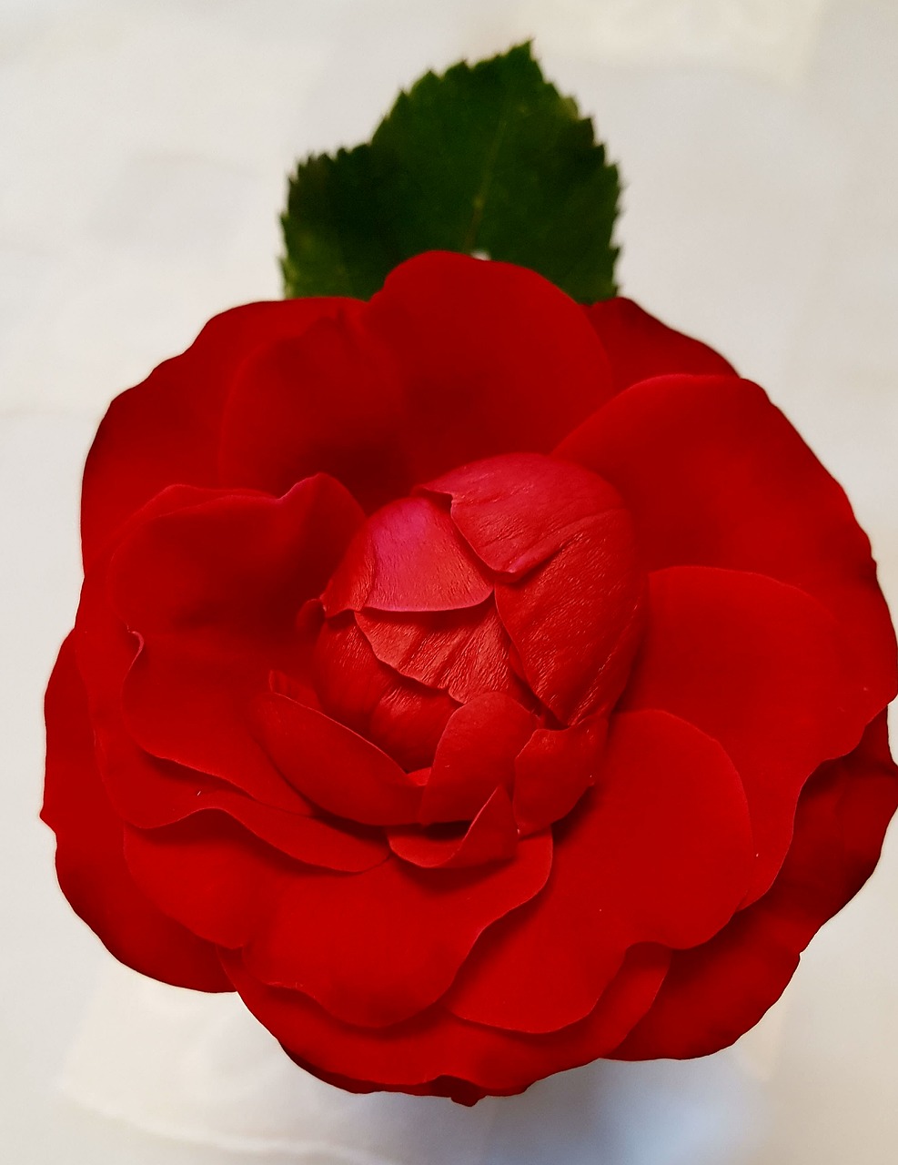 flower rose red free photo