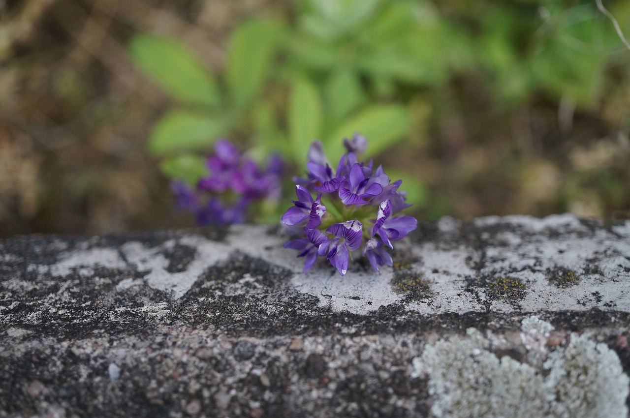 flower stone wall free photo