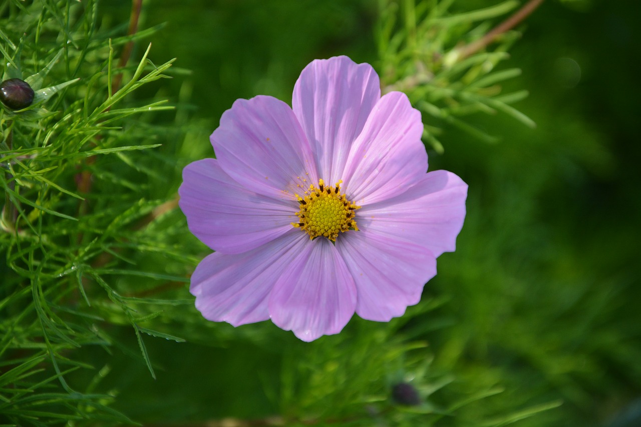 flower purple flower nature free photo