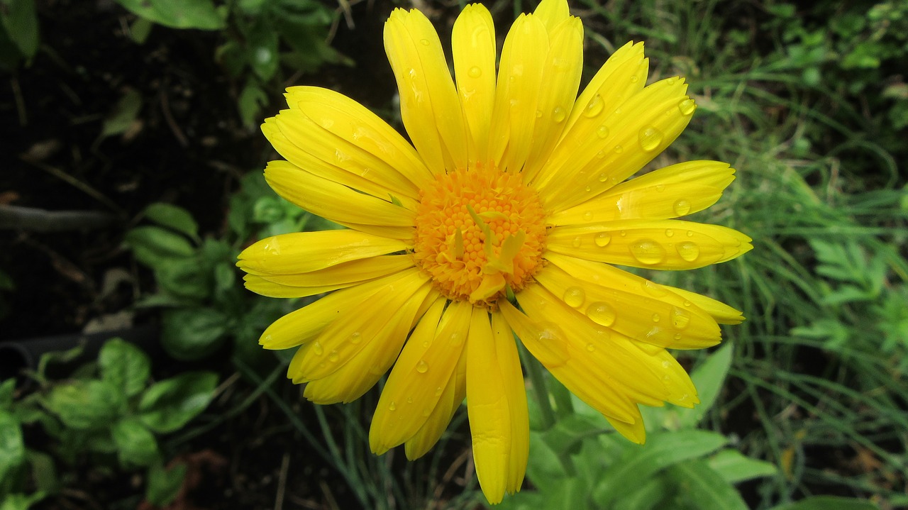 flower nature rain free photo