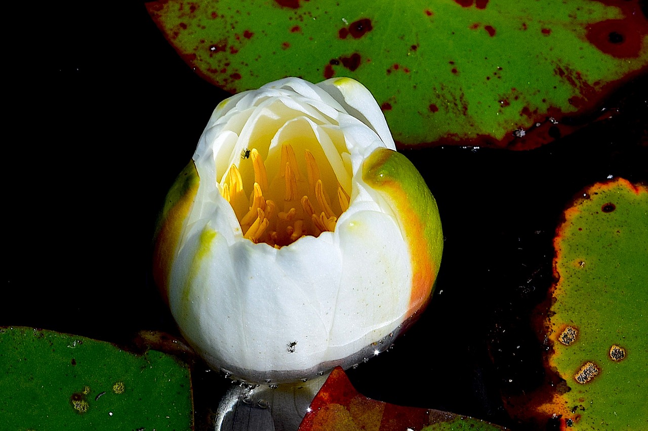 flower water lily flora free photo