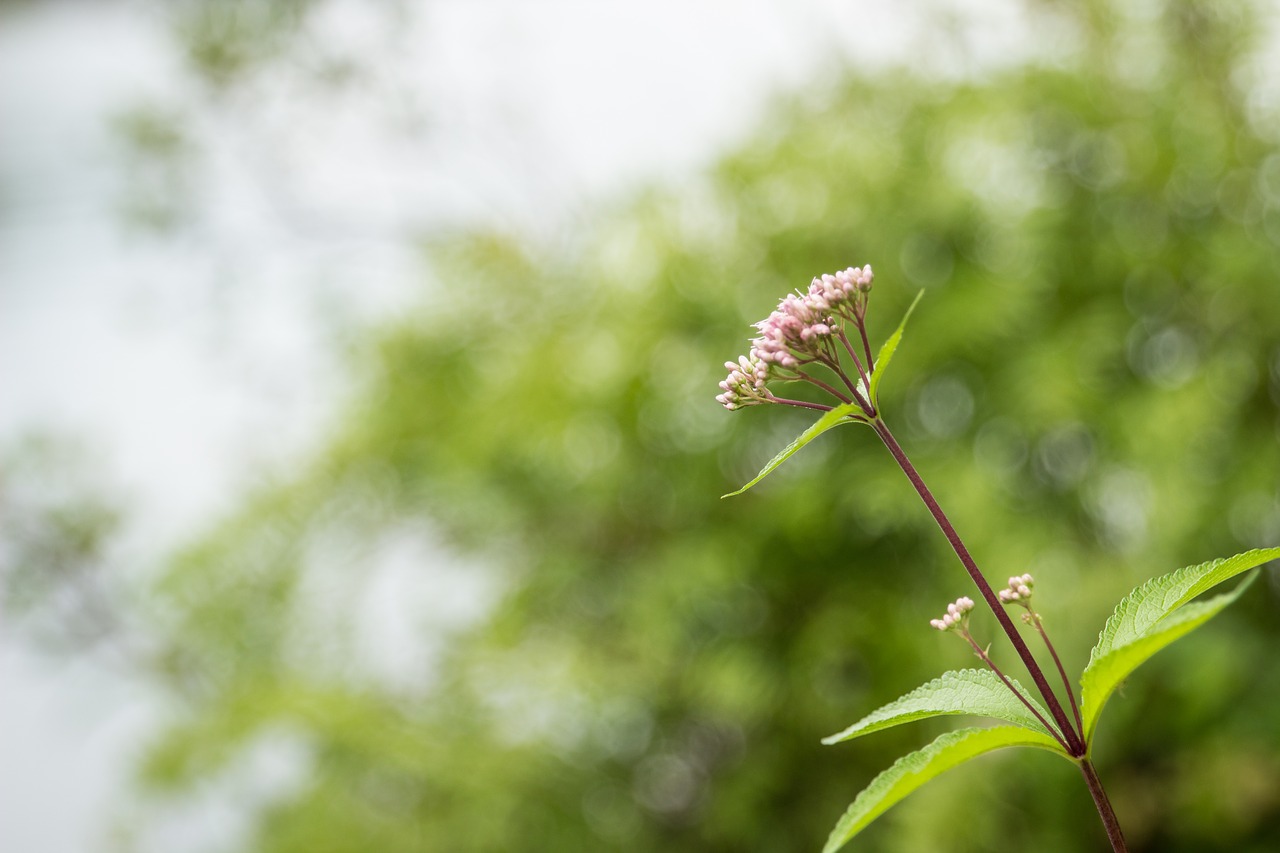 flower bokeh bright free photo