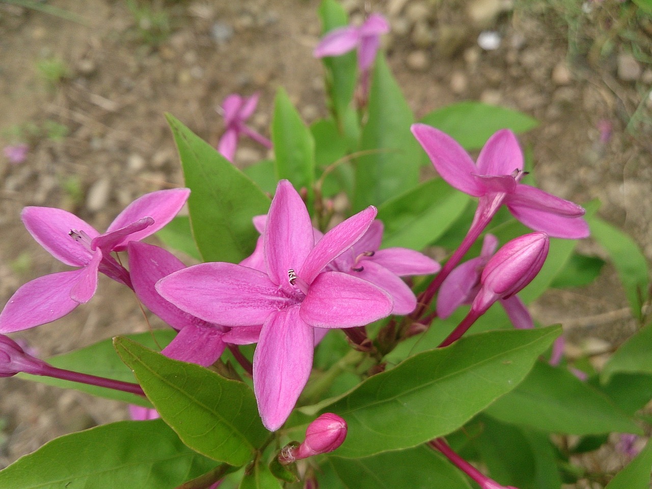 flower garden 繽 紛 free photo