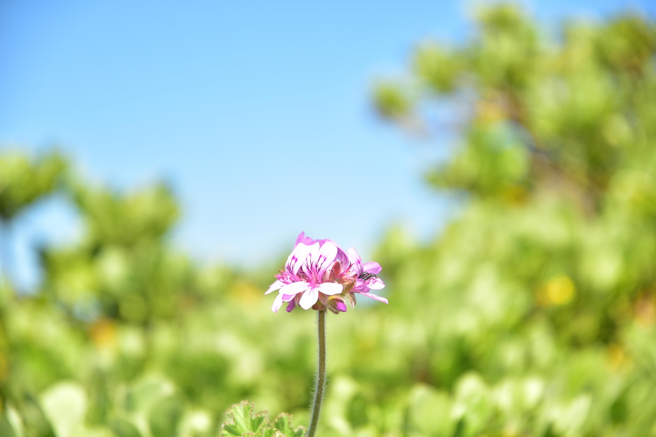 flower summer nature free photo