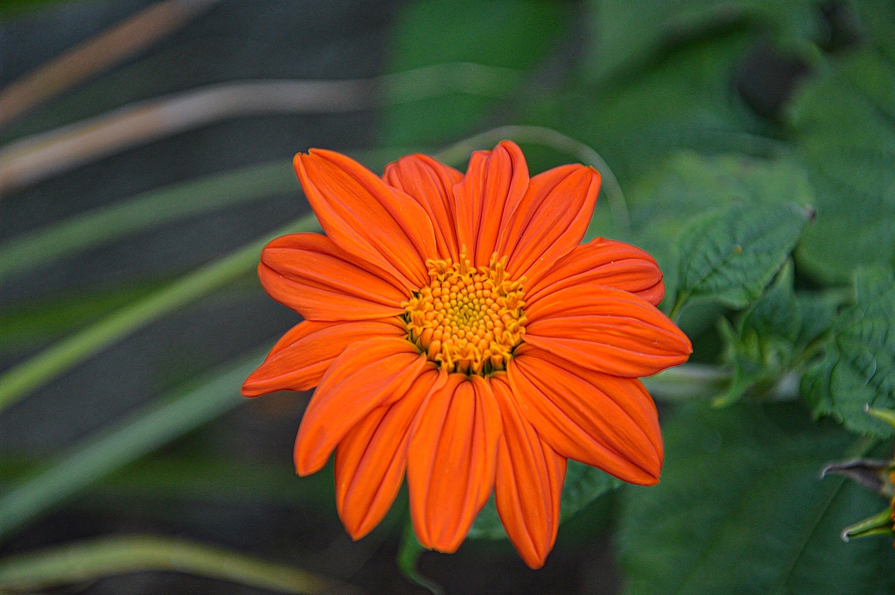 flower orange floral free photo