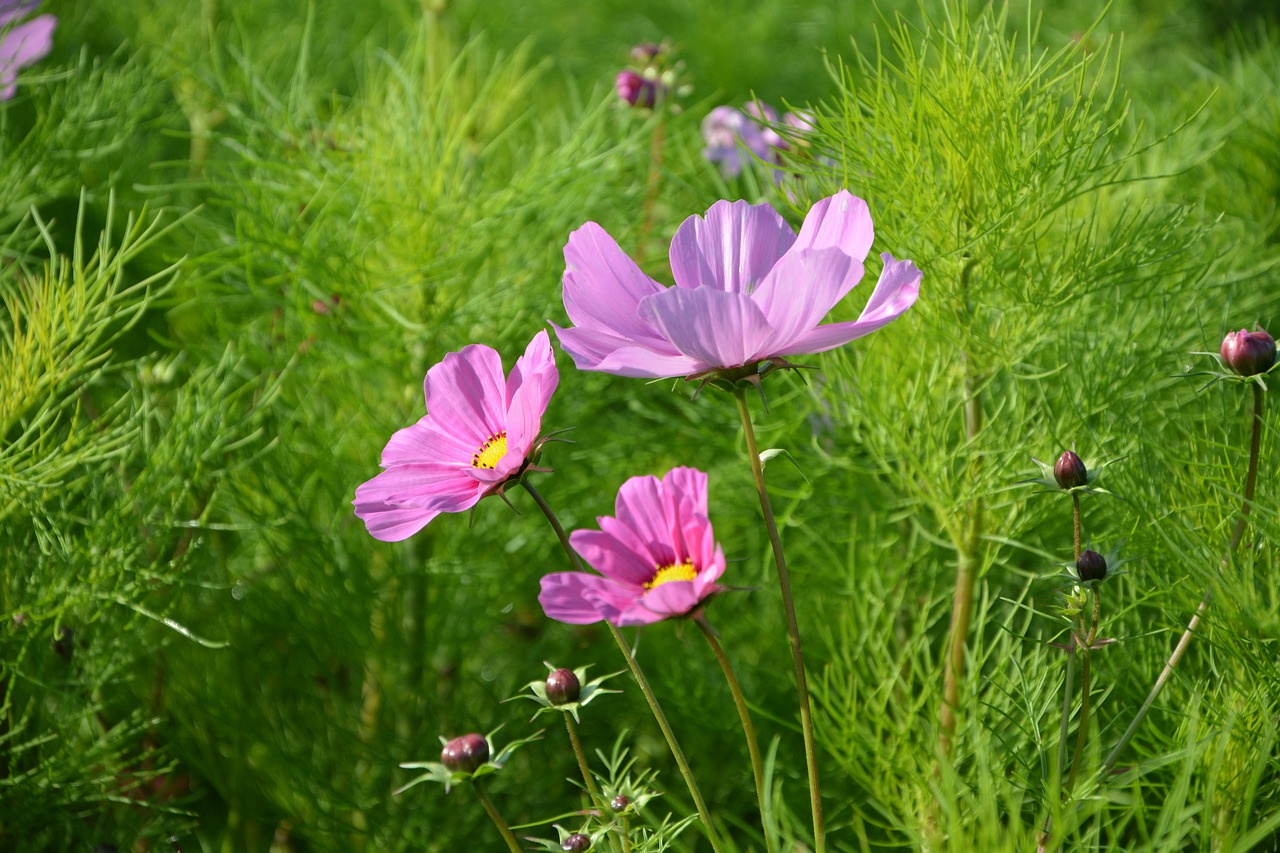 flower purple flowers green leaves free photo