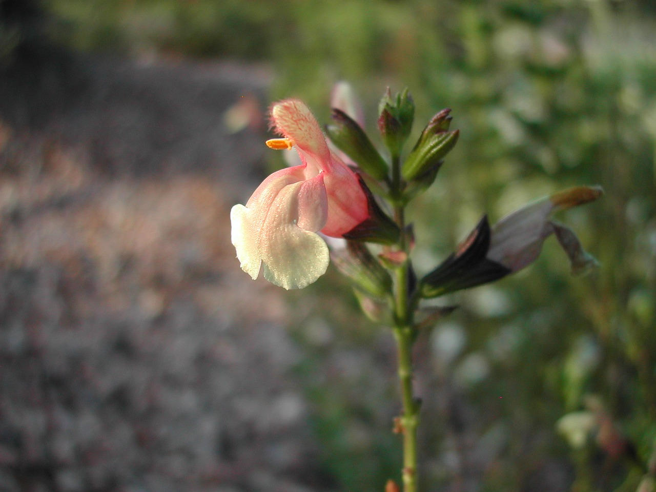 flower buds floral free photo