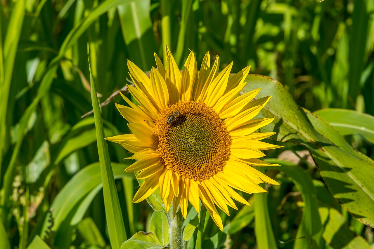 flower sun flower autumn free photo