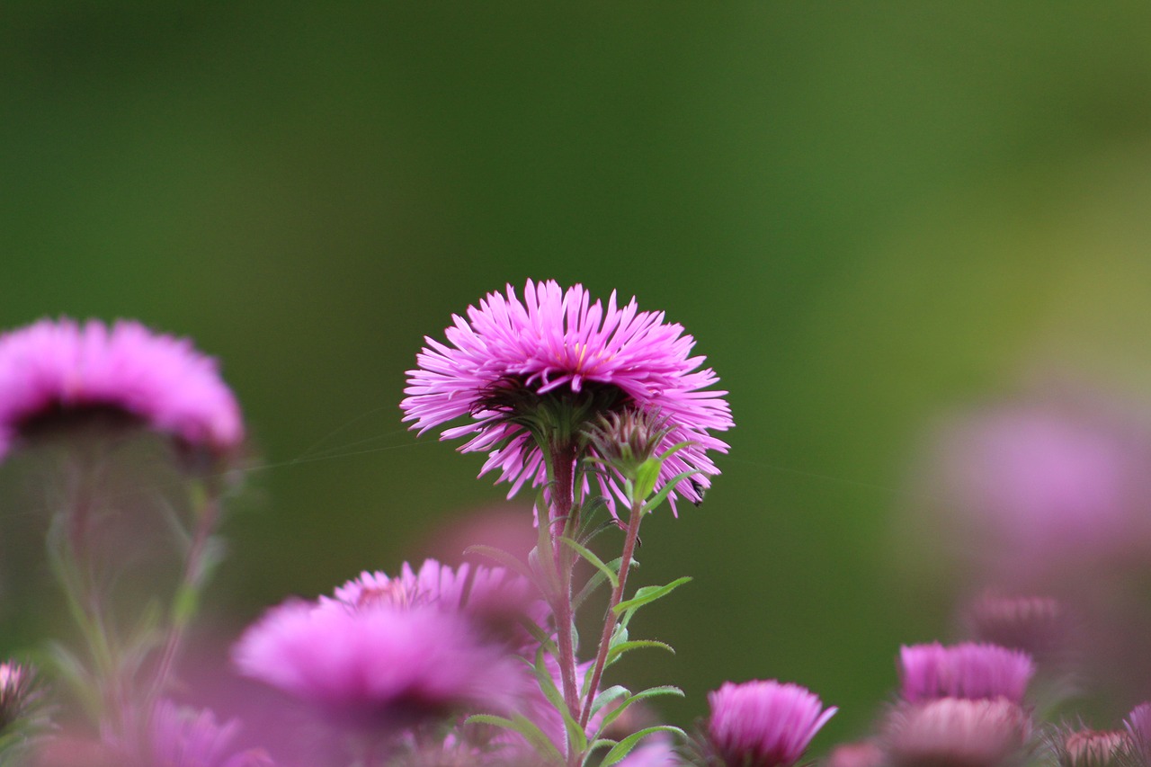 flower aster bloom free photo