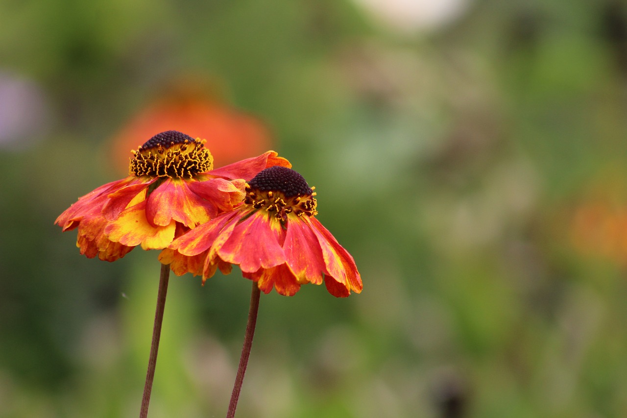 flower bloom garden free photo